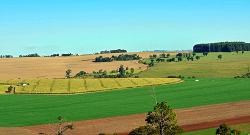 Scenic view of agricultural field against clear sky