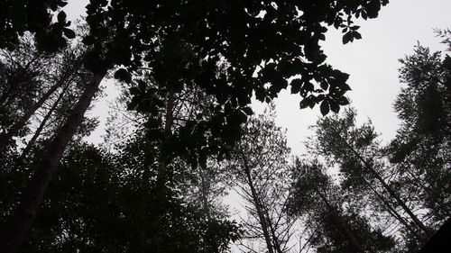 Low angle view of trees in forest against sky