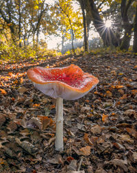 Mushroom growing on field during autumn