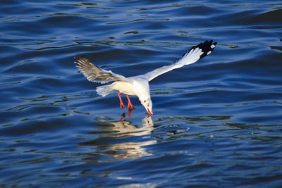 Seagull flying over lake