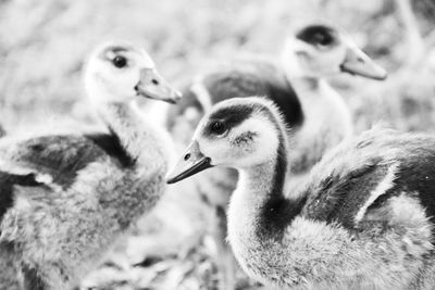 Close-up of cygnets on field