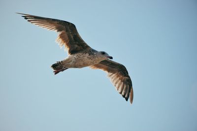 Low angle view of eagle flying in sky