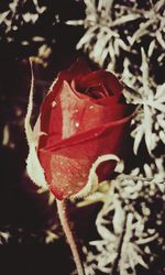 Close-up of red flower