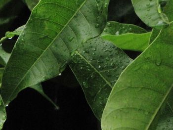 Close-up of leaves