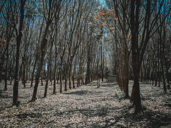 Bare trees in forest