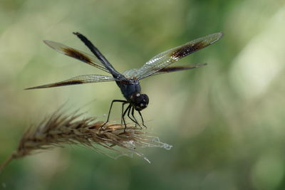 Close-up of dragonfly on stalk