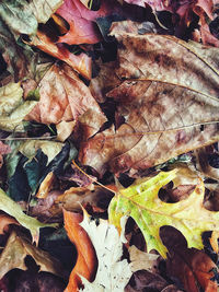 Full frame shot of dried autumn leaves on field