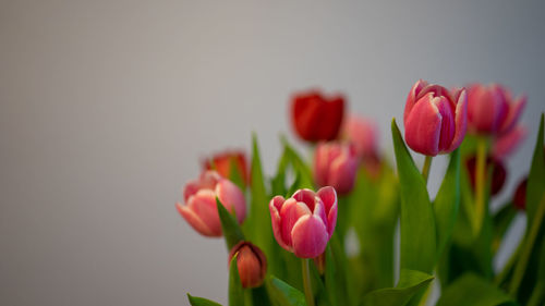 Close-up of pink tulips