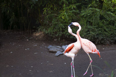 Birds in lake