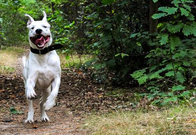 Dog running in forest