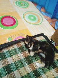 High angle view portrait of cat relaxing on table