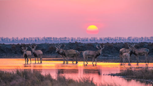 Stags standing in lake against orange sky