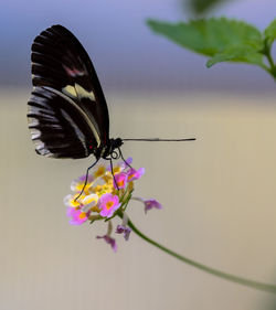 Close-up of butterfly pollinating on pink flower