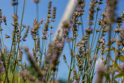 Abbracciata ad un fiore