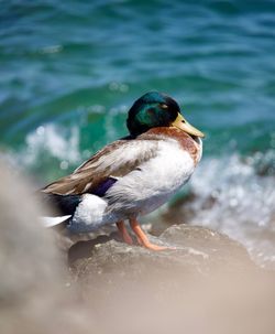 Close-up of a bird