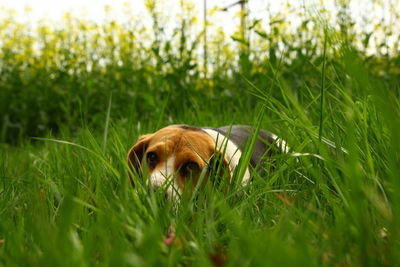 Dog on grass in field