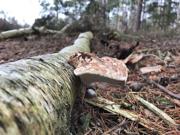 Close-up of mushroom growing on tree trunk in forest