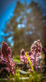 Close-up of flowers against blurred background