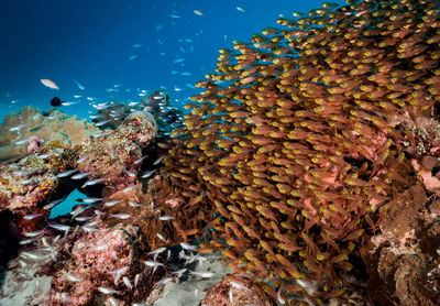 Fish swimming in sea