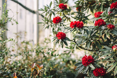 Blooming colorful red rhododendron flowers in hothouse. red azalea. copy space. 