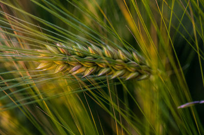 Close-up of wheat growing in farm