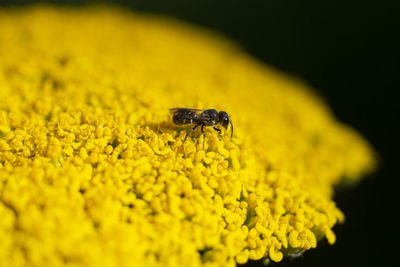 Close-up of insect on yellow flower