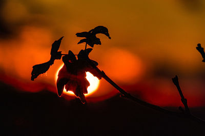 Close-up of silhouette flower against sky during sunset