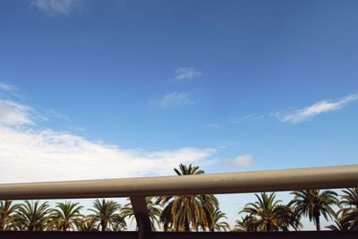 Low angle view of trees against blue sky