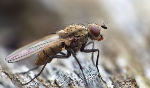 Close-up of fly on rock