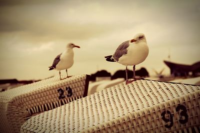 Seagull perching on railing