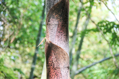 Close-up of tree trunk in forest