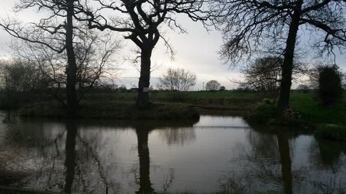 Reflection of trees in lake