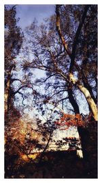 Low angle view of tree against sky