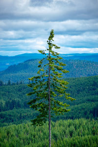 Tree on field against sky