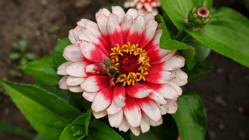 Close-up of pink flower