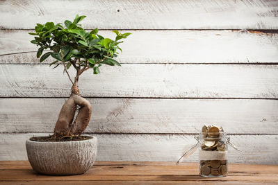 Close-up of potted plant on table against wall