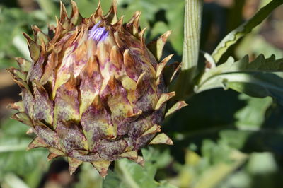 Close-up of purple flowering plant