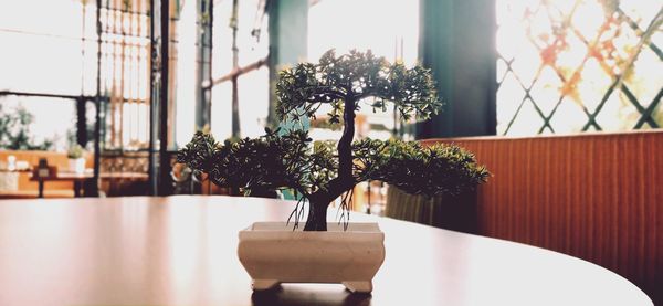 Close-up of potted plant on table