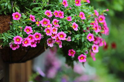 Close-up of pink flowering plant