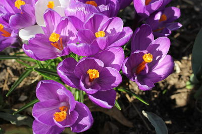 Close-up of purple crocus flowers