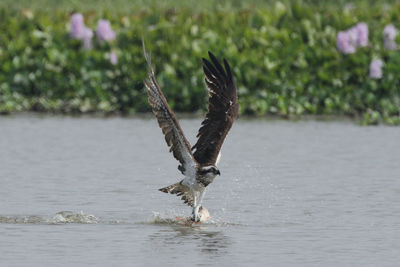 Bird flying over lake