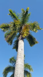 Low angle view of palm tree against clear blue sky