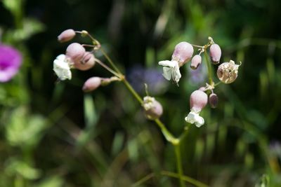 Close-up of pink flowering plant