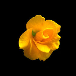 Close-up of yellow flower over black background