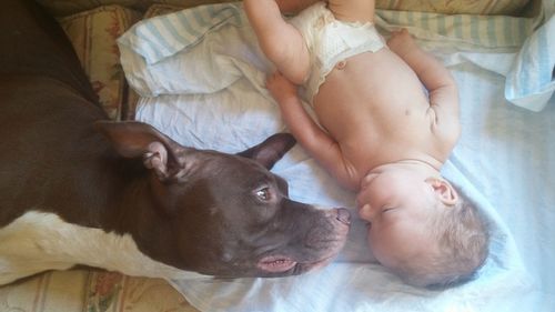 Dog lying on bed at home