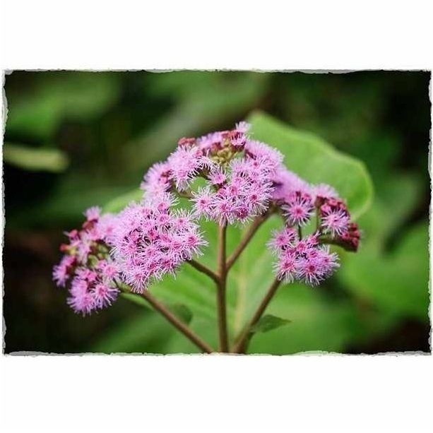 flower, transfer print, freshness, fragility, growth, auto post production filter, beauty in nature, focus on foreground, pink color, purple, nature, close-up, petal, plant, blooming, flower head, blossom, stem, in bloom, selective focus