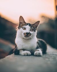 Portrait of cat sitting outdoors