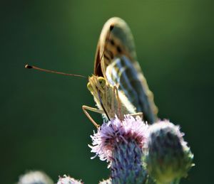 Close-up of butterfly pollinating on flower