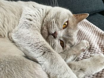 Close-up of cat relaxing on sofa