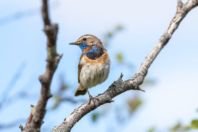 Close-up of red-spotted bluethroat perching on bare tree